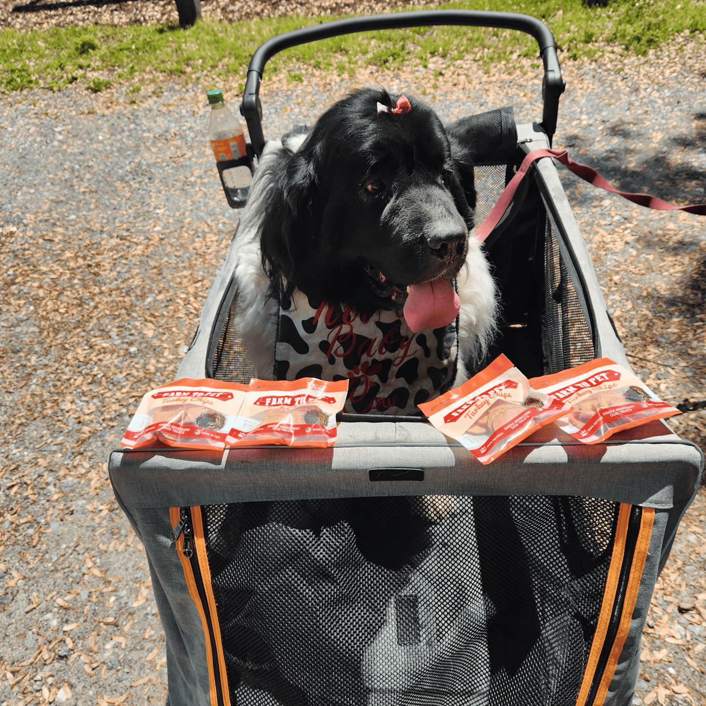 Turkey Chips Snack Packs for Dogs
