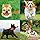 Strike Fetch Dog Dart by Ring