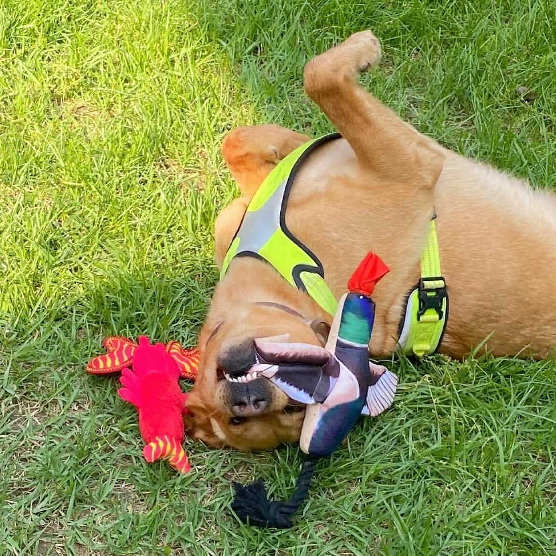 Fly & Fetch Eagle - Fetch Toy