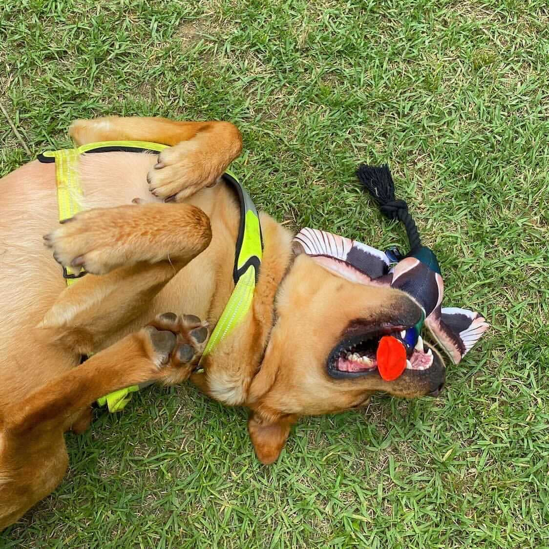 Fly & Fetch Launching Warthog by Spunky Pup