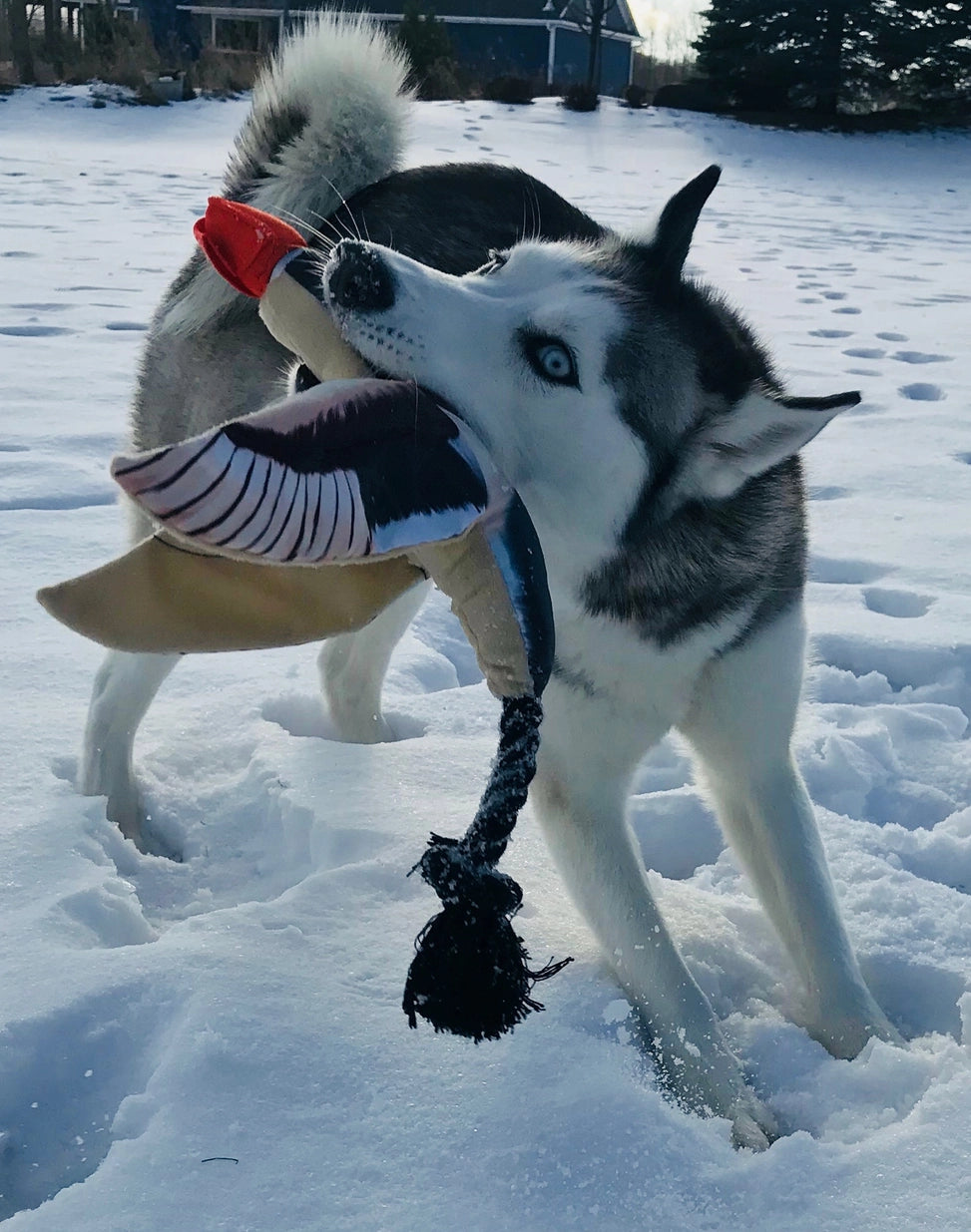Fly & Fetch Eagle - Fetch Toy