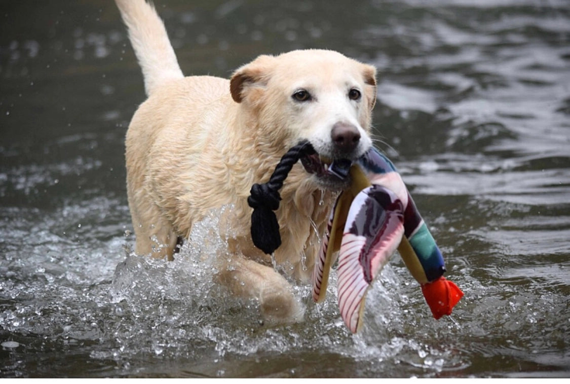 Fly & Fetch Eagle - Fetch Toy