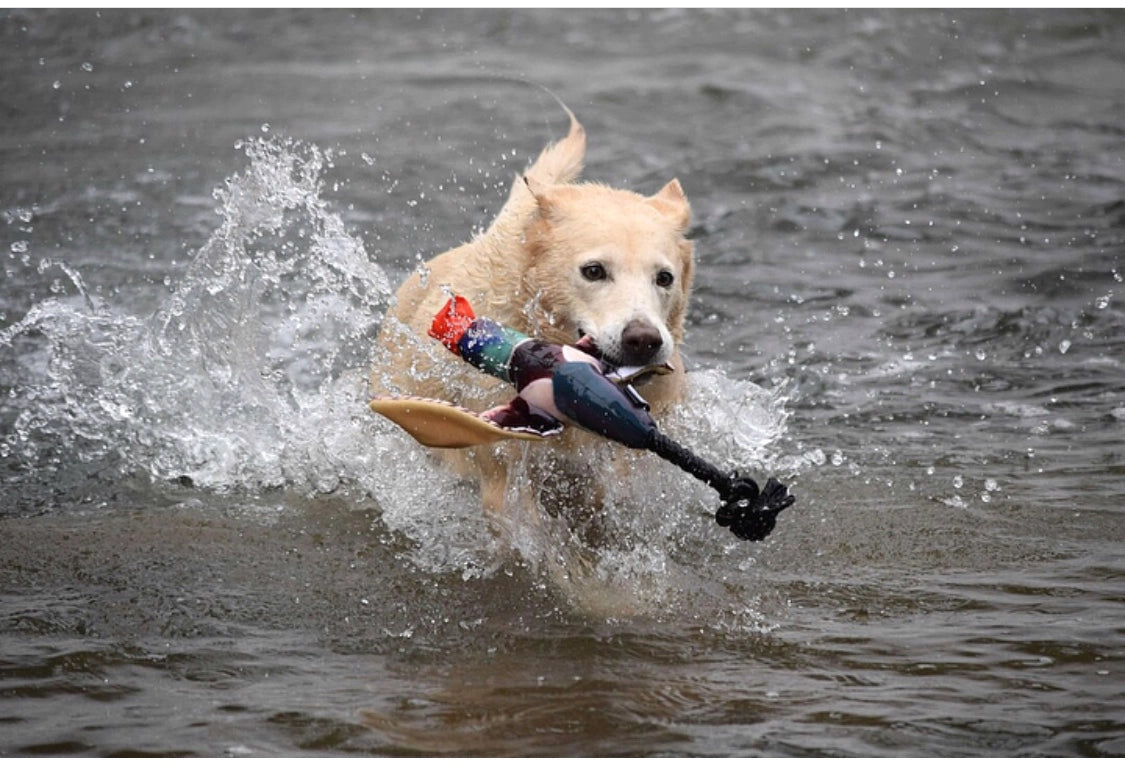Fly & Fetch Rope Duck - Stronger Fetch Toy
