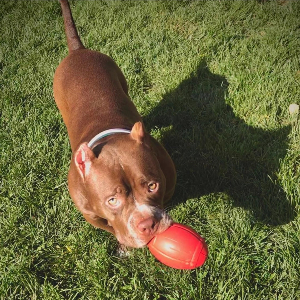 Rubber Football Chew Toy - Treat dispenser for heavy chewers