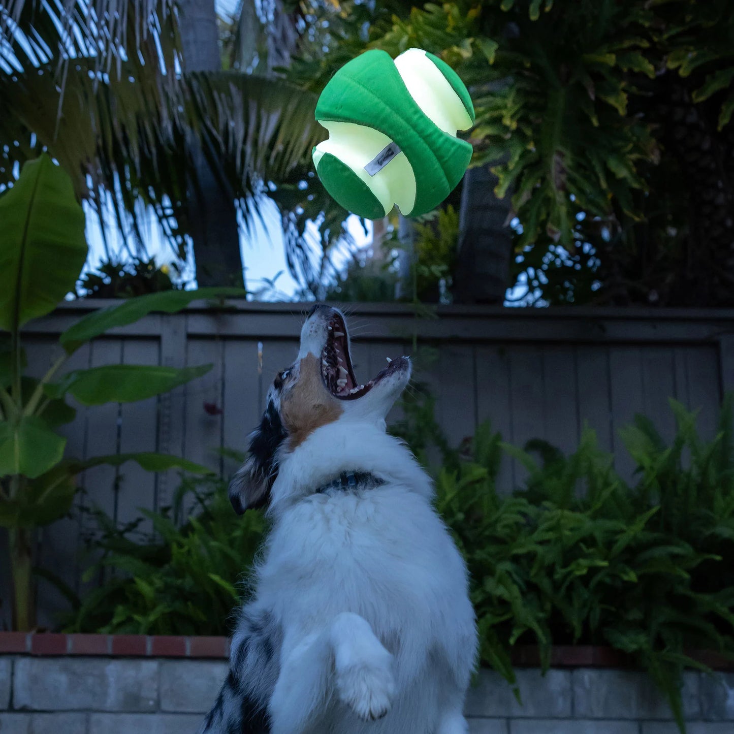 Chuckit! Kick Fetch Max Glow