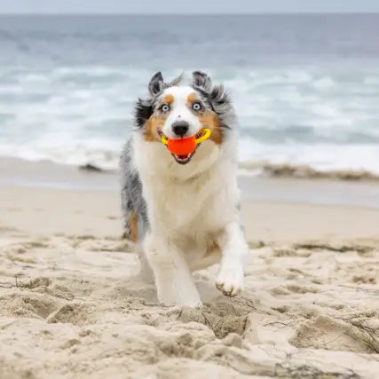 Looped Hive Toy - Tug & Fetch Dog Toy