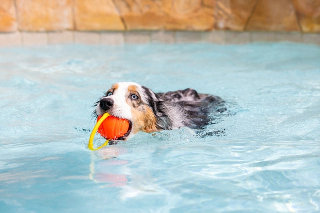 Looped Hive Toy - Tug & Fetch Dog Toy