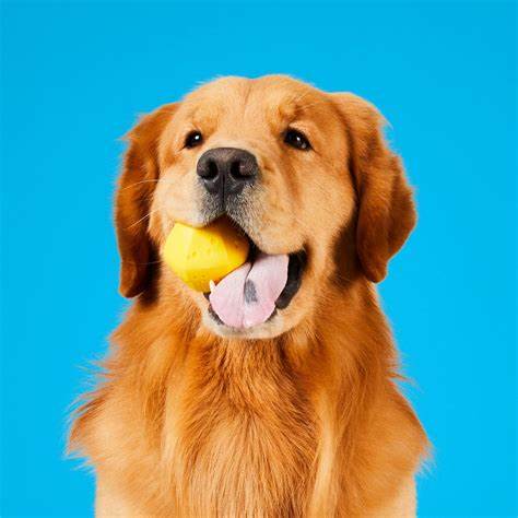Hive Ball Dog Toy - Irregular Bounce