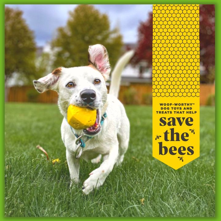 Hive Ball Dog Toy - Irregular Bounce