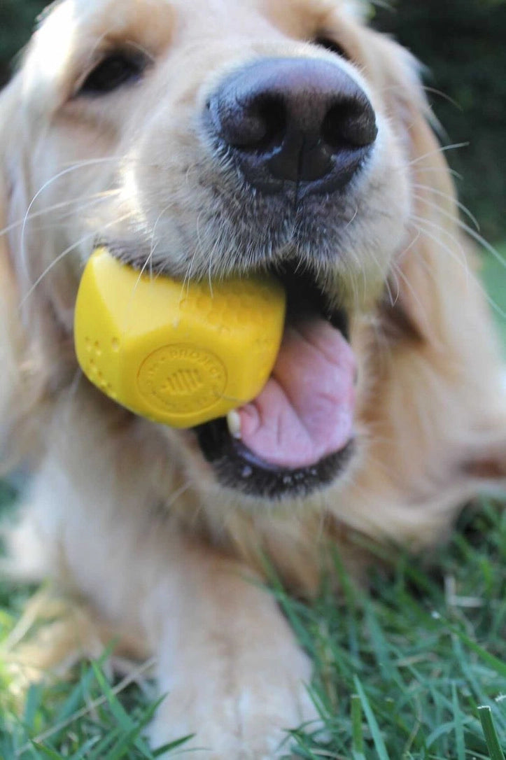 Hive Ball Dog Toy - Irregular Bounce