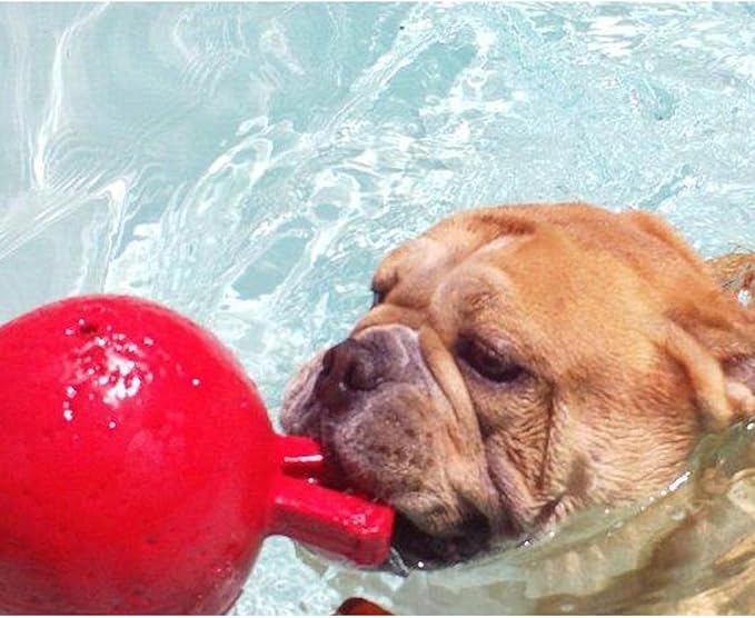 Jolly Pet Tug-N-Toss 6" Red or Blue