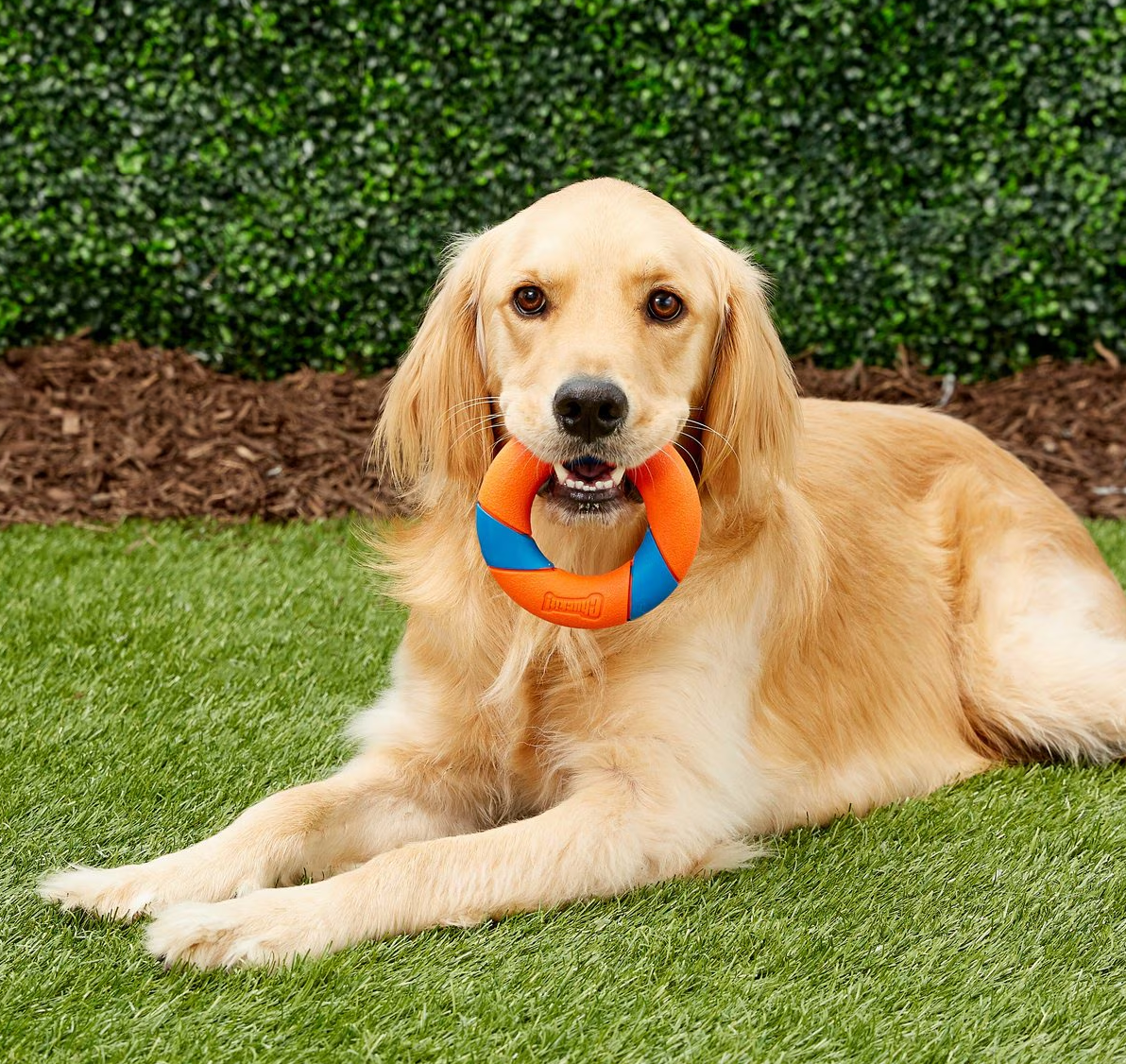Chuckit! UltraRing Dog Fetch Toy