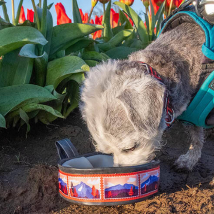 Dog Balls Trail Buddy Travel Dog Bowl