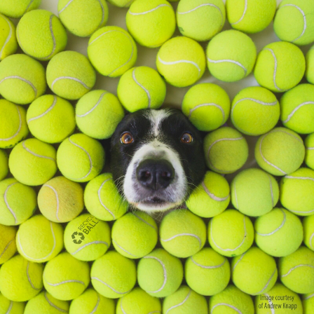 New Life Tennis Balls