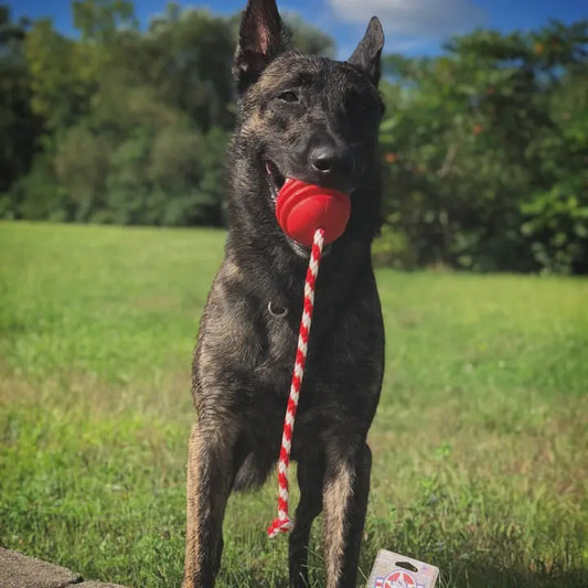 USA-K9 Stars and Stripes- Durable Reward Toy - Large - Red
