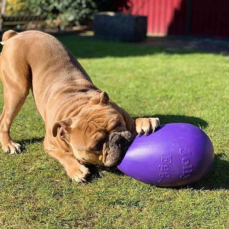 Jolly Pet Jolly Egg - Purple