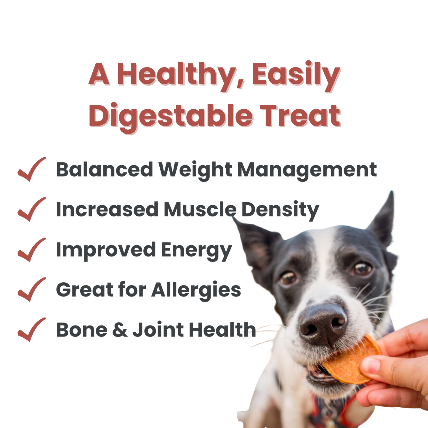 Chicken Chips Dog Treats
