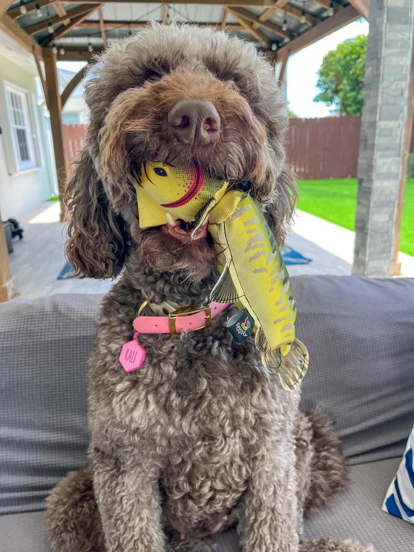 Fly & Fetch Duck - Fetch Toy