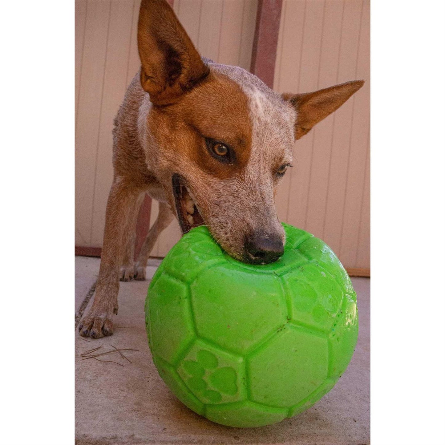 Jollypet Soccer Jolly Ball 8" Green