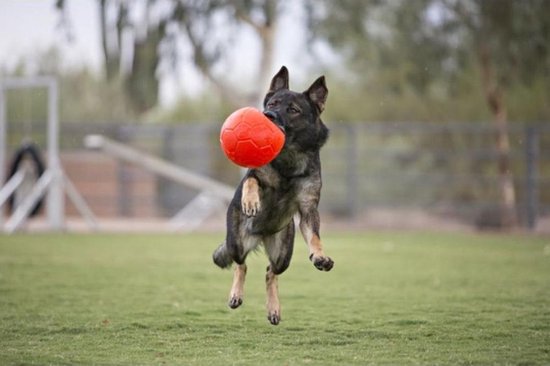 Jollypet Soccer Jolly Ball 8" Green