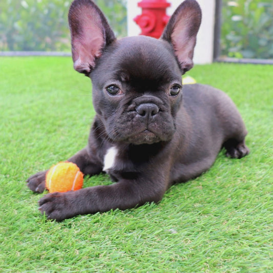 Mini 1.5" Dog Tennis Balls w/ Squeaker by Midlee
