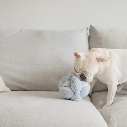 Monti - Enrichment Dog Toy - Oat