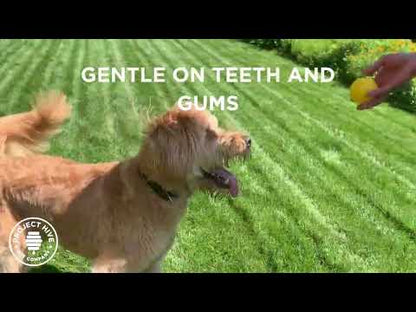 Hive Ball Dog Toy - Irregular Bounce